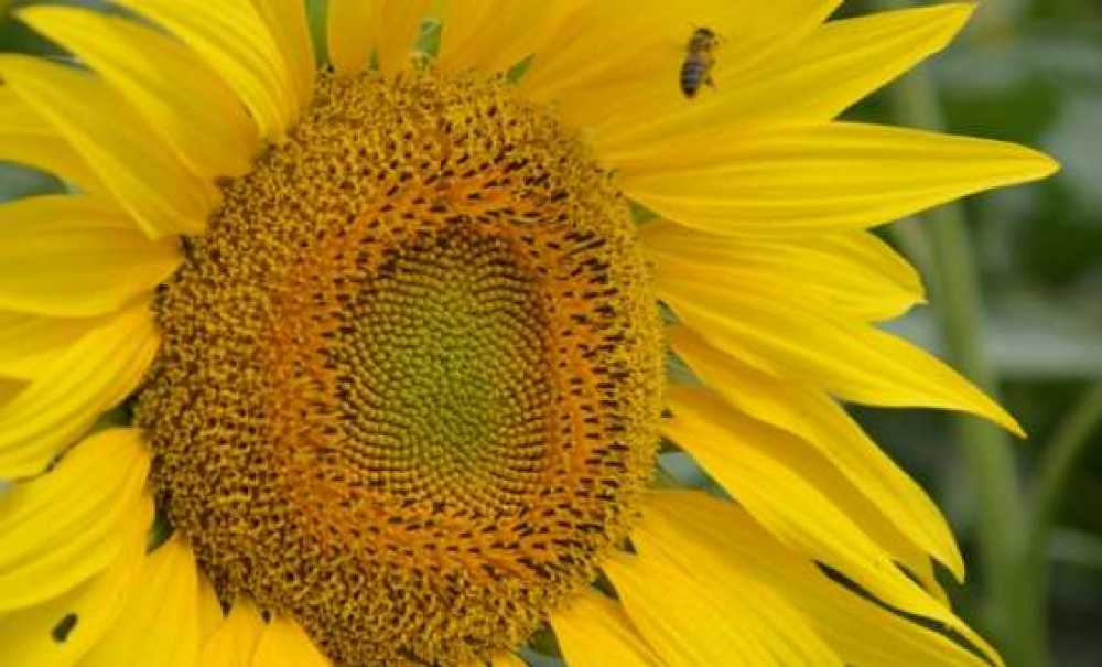 Doğada Renk Cümbüşü