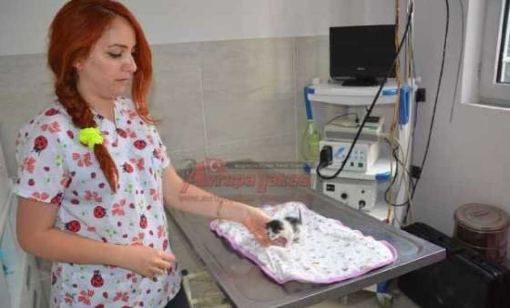 Veterinerin Kapısına Yavru Kedi Bıraktılar