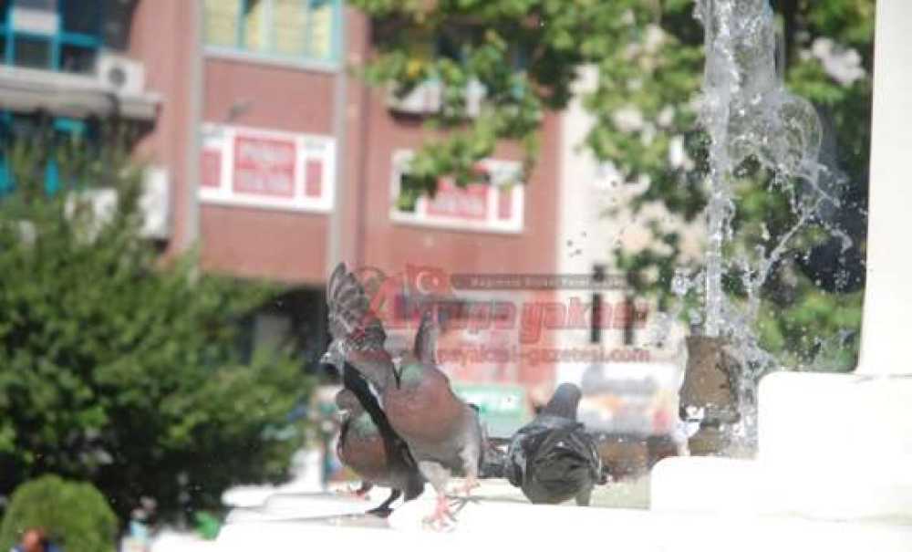 Sıcak Hava Hayvanları Da Bunalttı