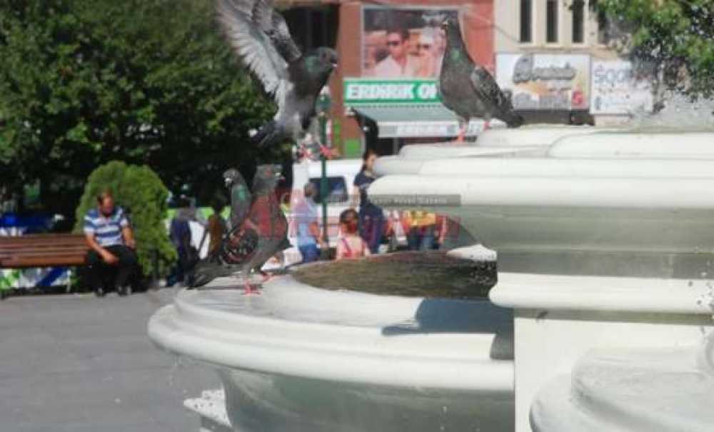 Sıcak Hava Hayvanları Da Bunalttı