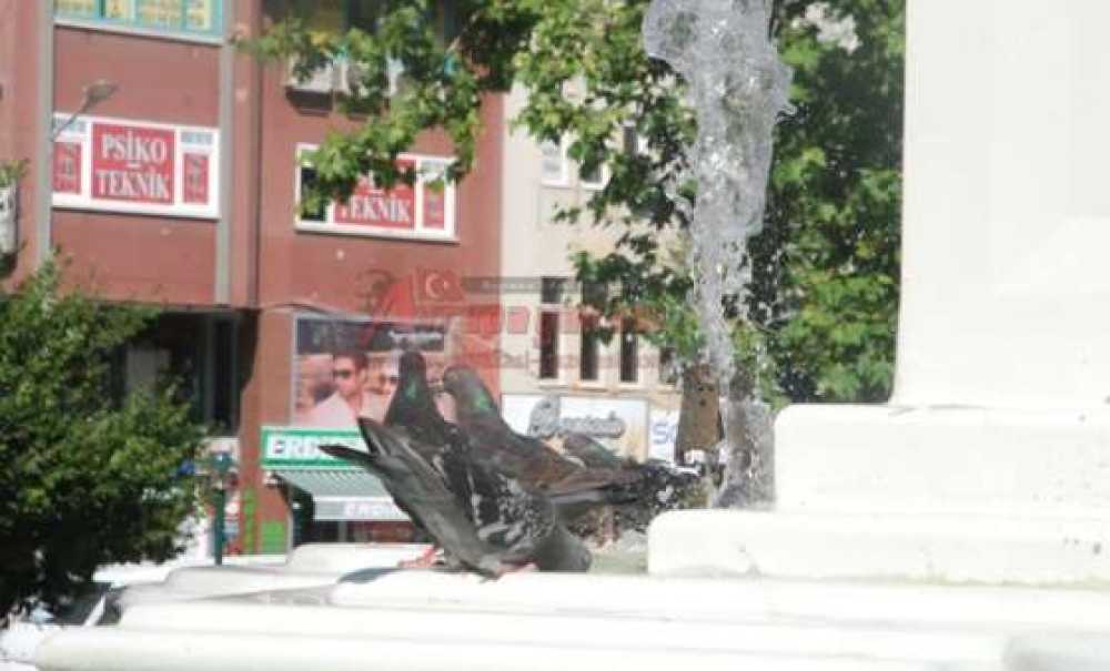 Sıcak Hava Hayvanları Da Bunalttı