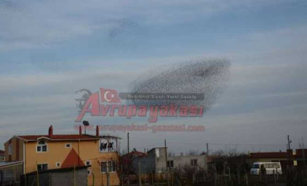 Sığırcıkların Dansı Büyüledi