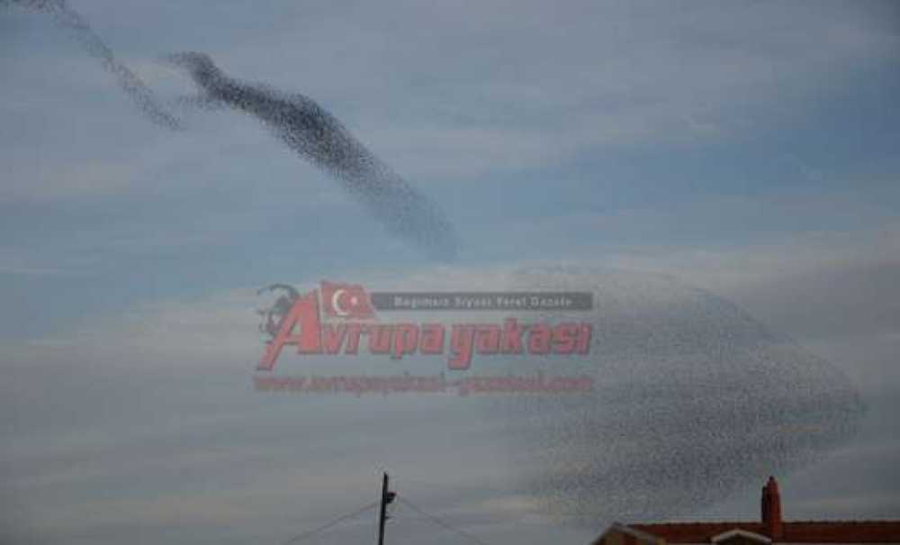 Sığırcıkların Dansı Büyüledi