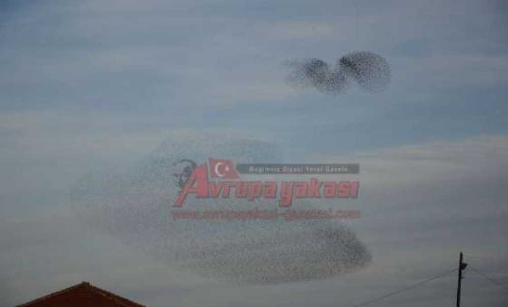 Sığırcıkların Dansı Büyüledi