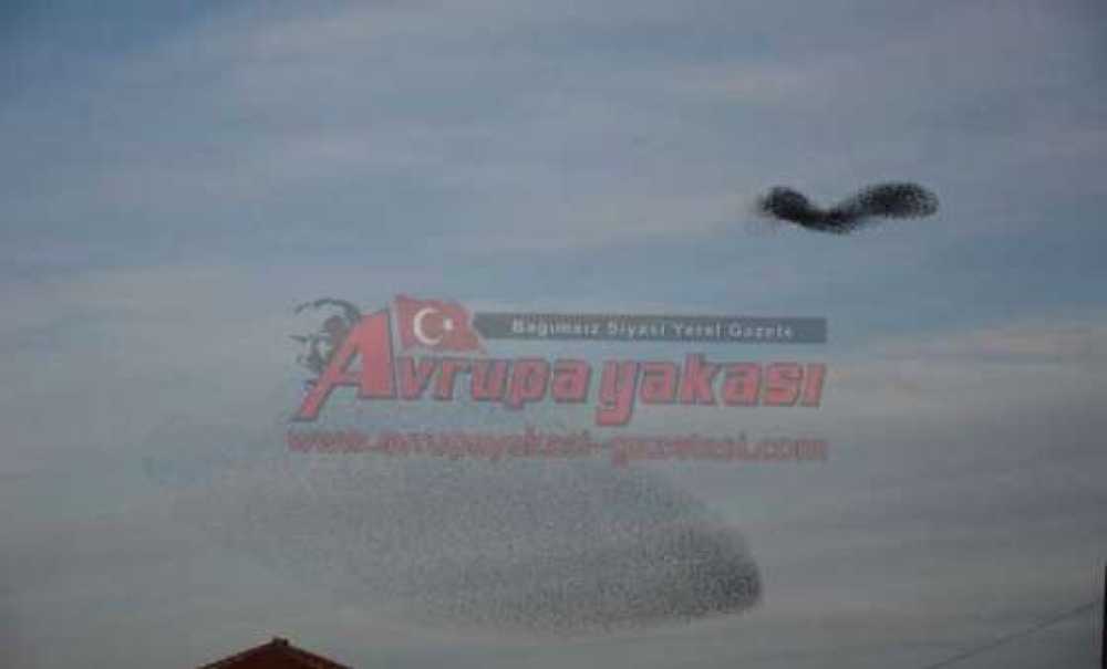 Sığırcıkların Dansı Büyüledi