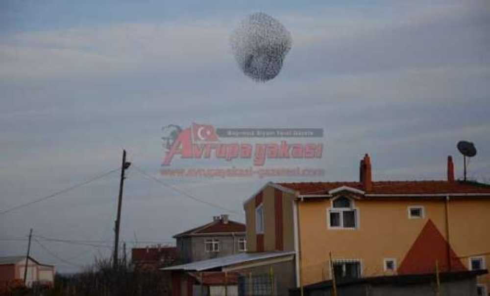 Sığırcıkların Dansı Büyüledi