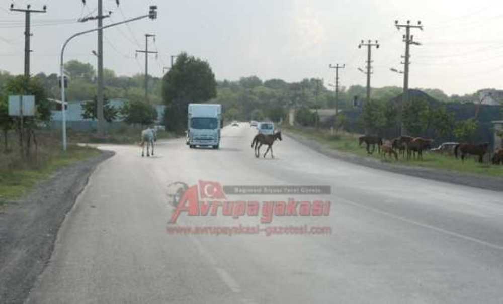 Başıboş Atlar Tehlike Yaratıyor
