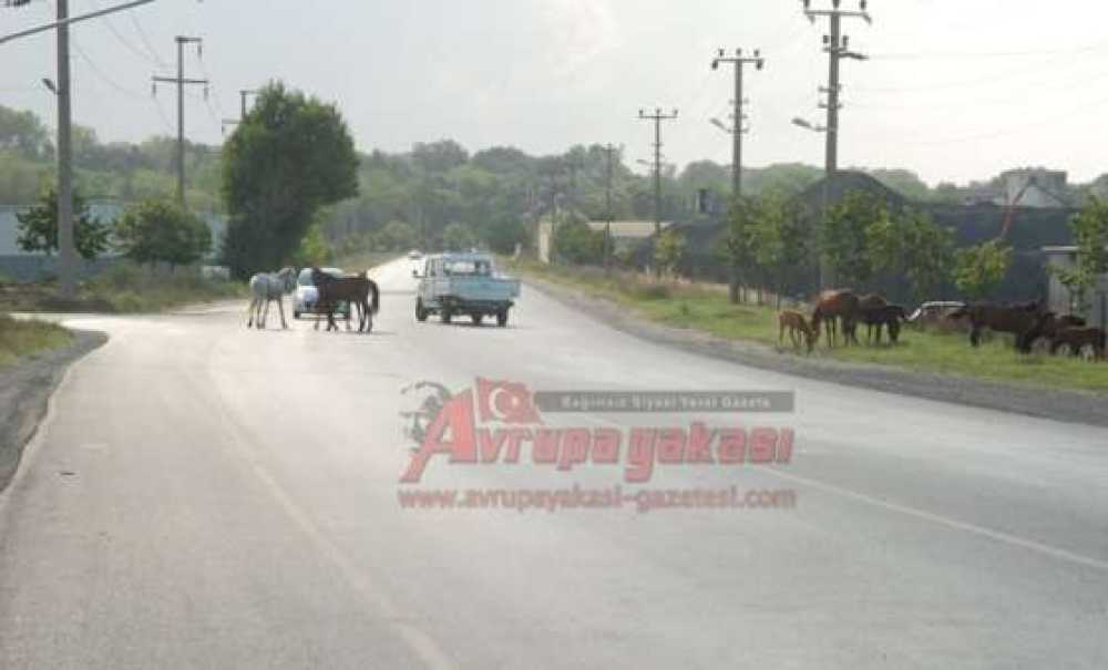 Başıboş Atlar Tehlike Yaratıyor