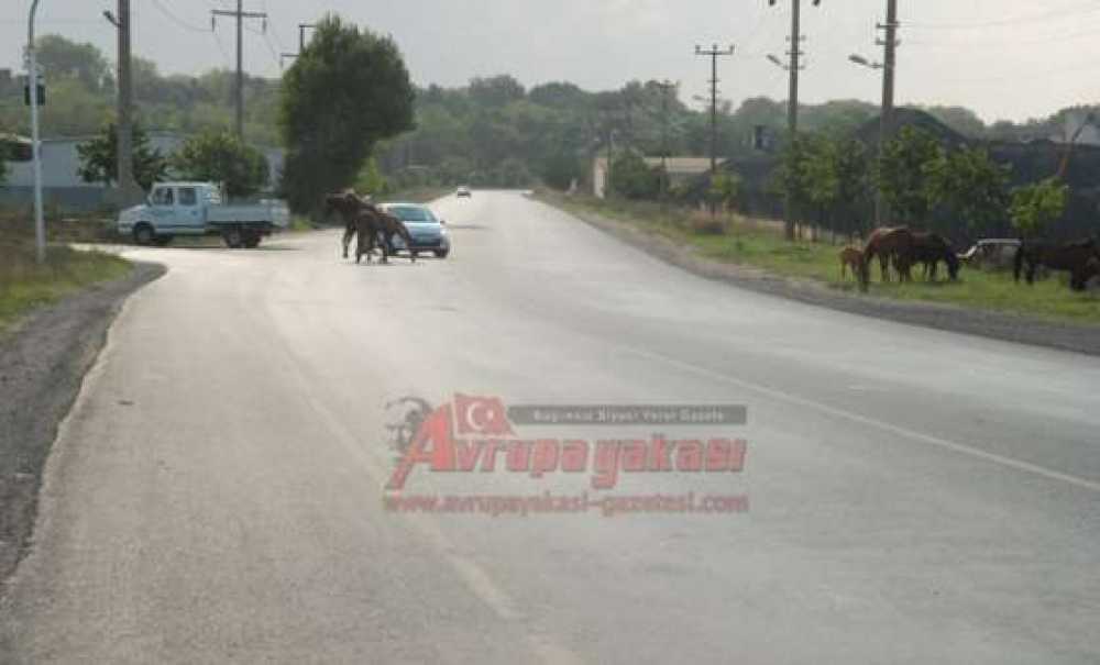 Başıboş Atlar Tehlike Yaratıyor