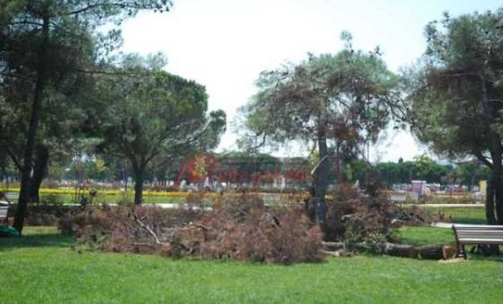 Cumhuriyet Parkındaki Kuruyan Ağaçlar Kesiliyor