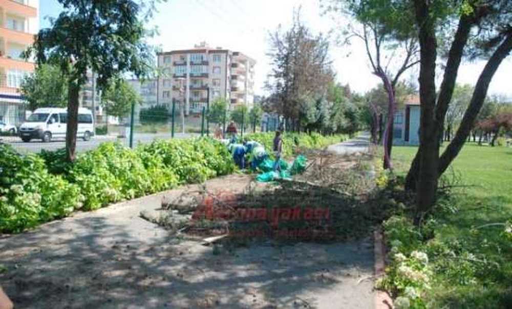 Cumhuriyet Parkındaki Kuruyan Ağaçlar Kesiliyor