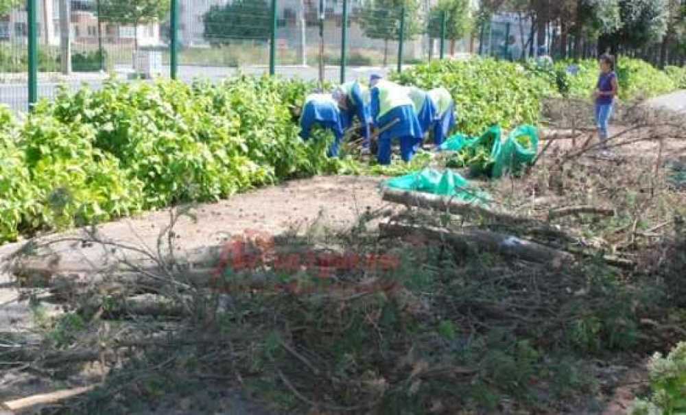 Cumhuriyet Parkındaki Kuruyan Ağaçlar Kesiliyor