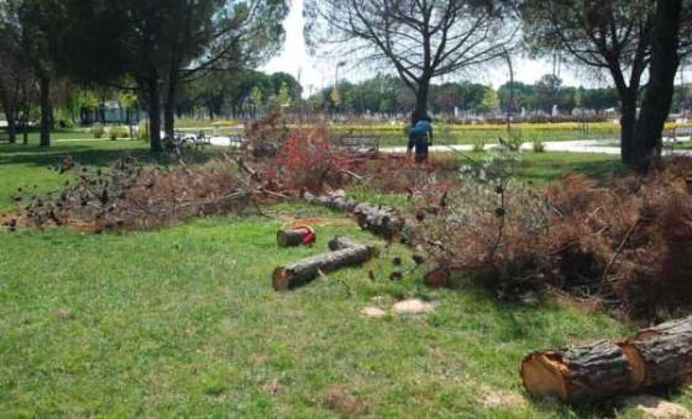 Cumhuriyet Parkındaki Kuruyan Ağaçlar Kesiliyor