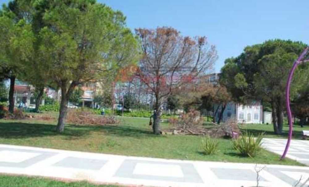 Cumhuriyet Parkındaki Kuruyan Ağaçlar Kesiliyor