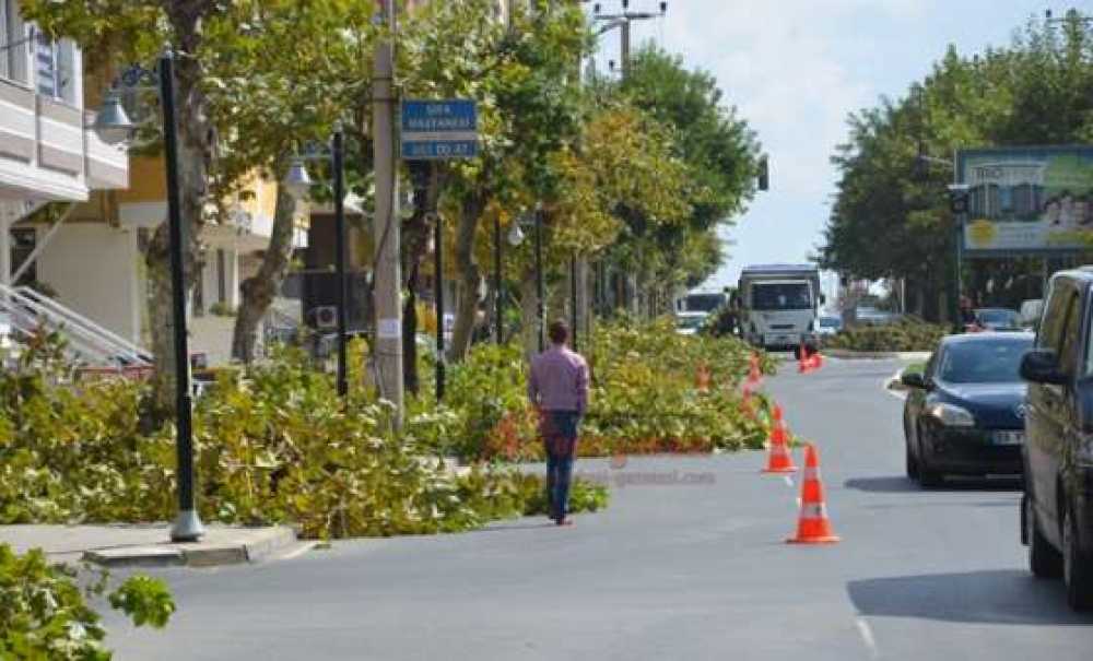 Ağaçlar Budanıyor