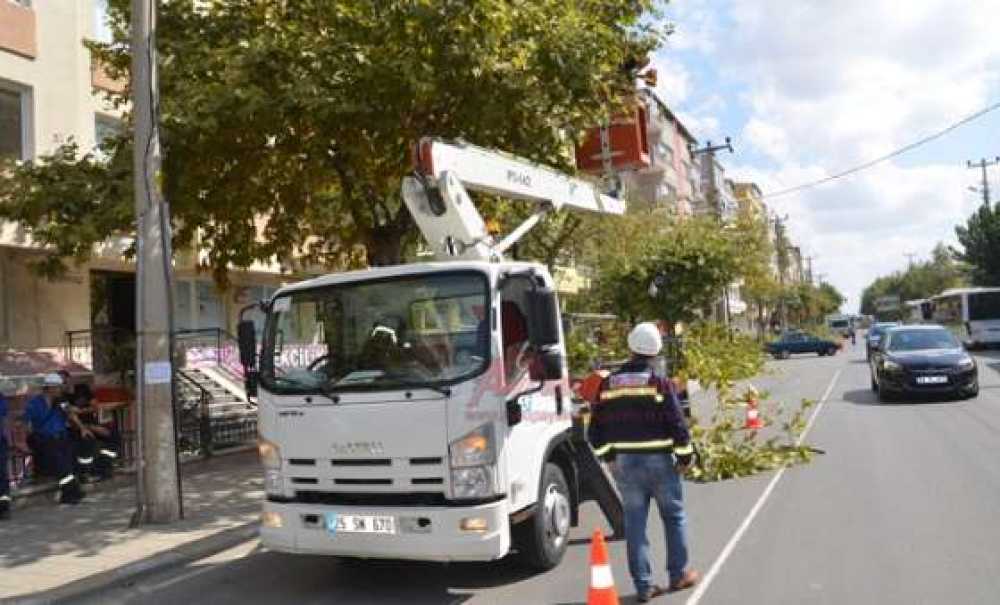 Ağaçlar Budanıyor