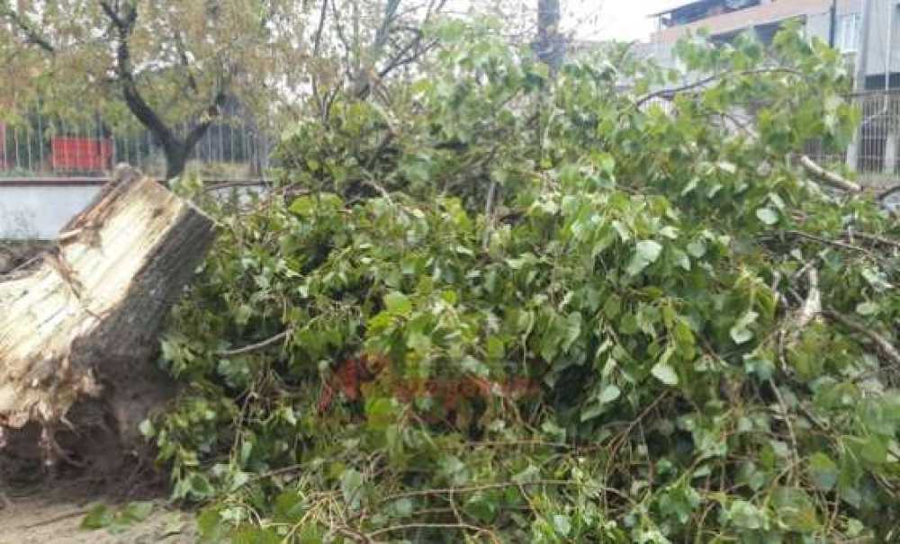 Ergene'de Ağaç Katliamı İddiası