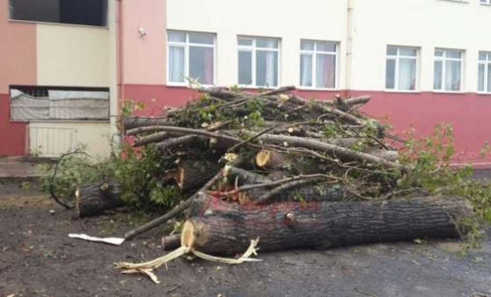 Ergene'de Ağaç Katliamı İddiası