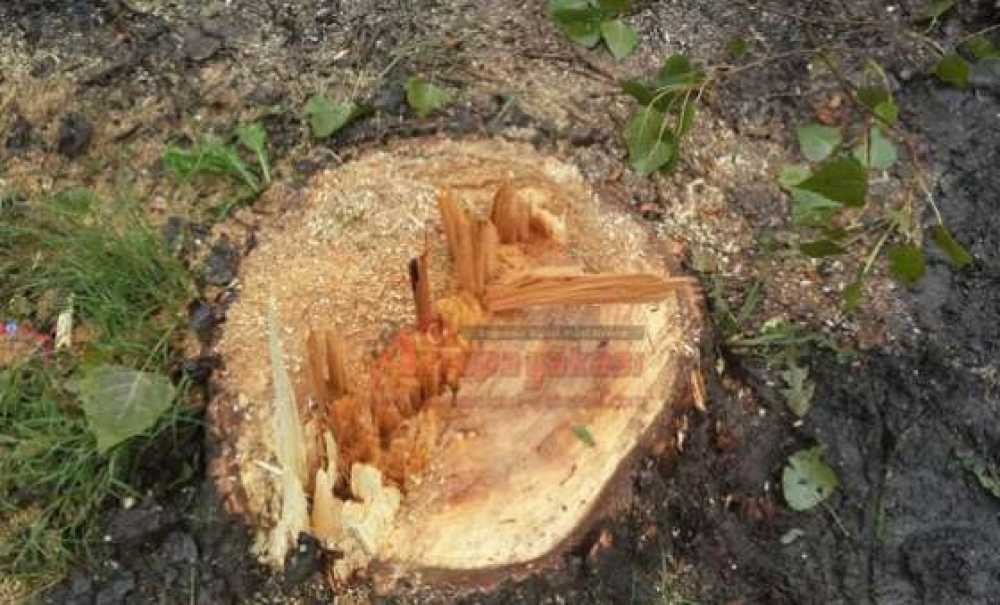 Ergene'de Ağaç Katliamı İddiası