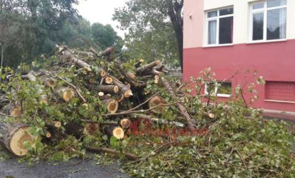 Ergene'de Ağaç Katliamı İddiası