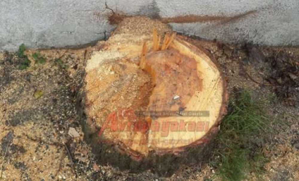 Ergene'de Ağaç Katliamı İddiası