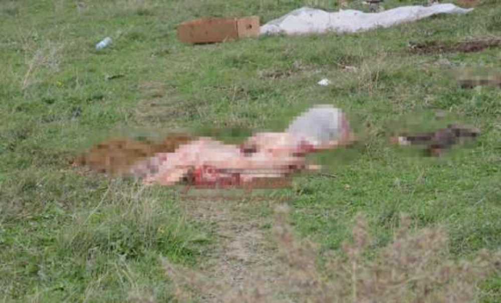 Kurban Kesim Rezaleti