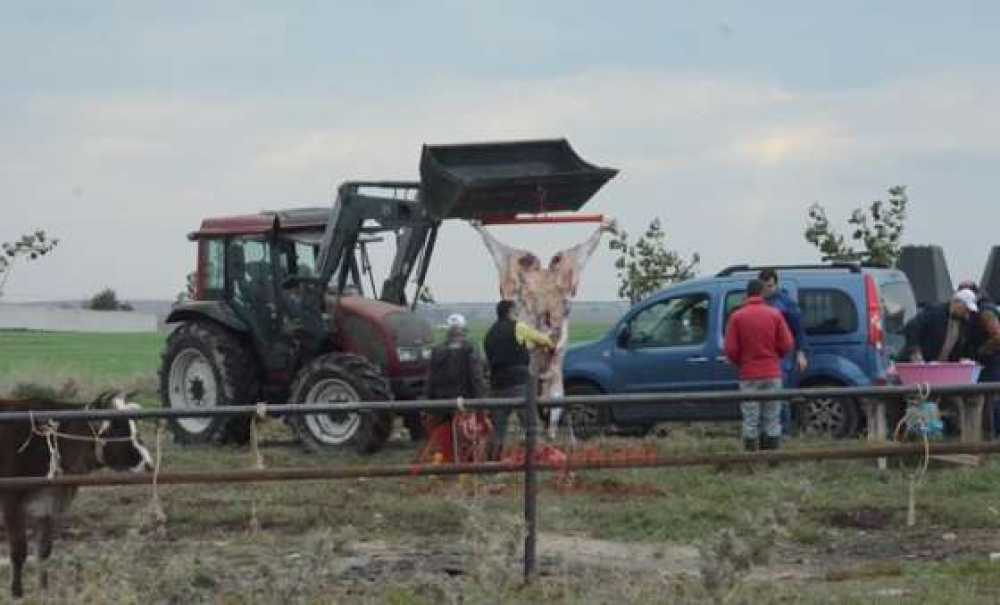 Kurban Kesim Rezaleti