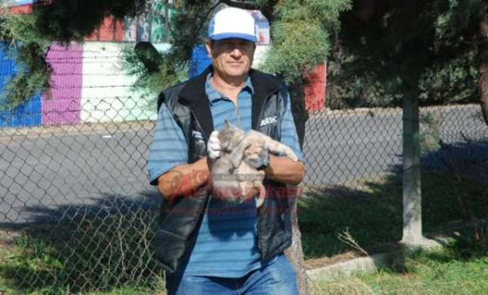 Köpekten Korkan Kedi Yavruları Çıktıkları Ağaçta Mahsur Kaldı