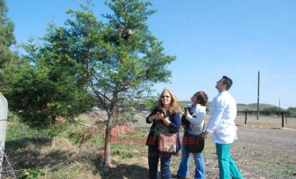 Köpekten Korkan Kedi Yavruları Çıktıkları Ağaçta Mahsur Kaldı