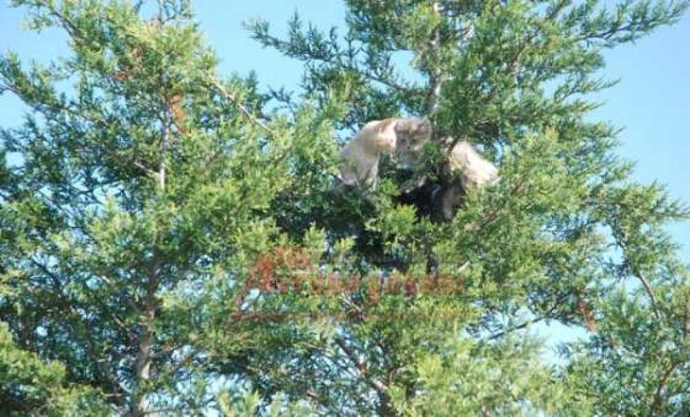 Köpekten Korkan Kedi Yavruları Çıktıkları Ağaçta Mahsur Kaldı