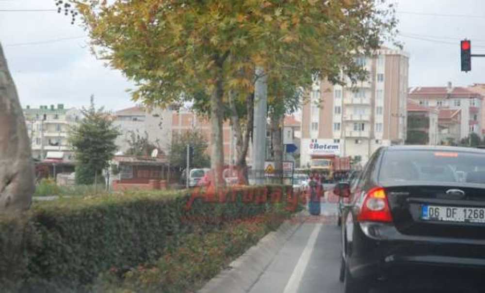 Trafik Işıklarını Mesken Tuttular