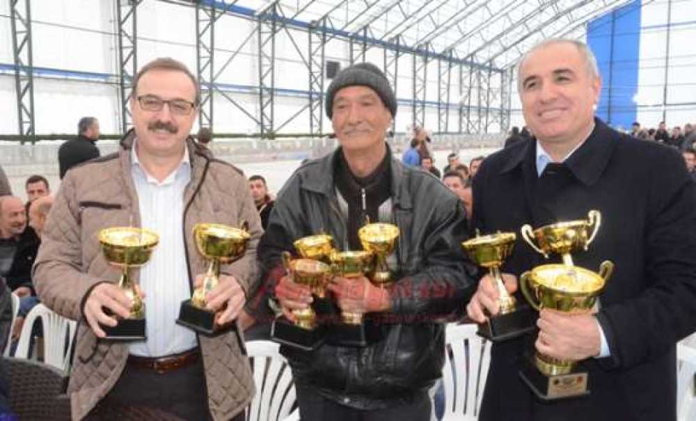 Milyonluk Güvercin Festivali