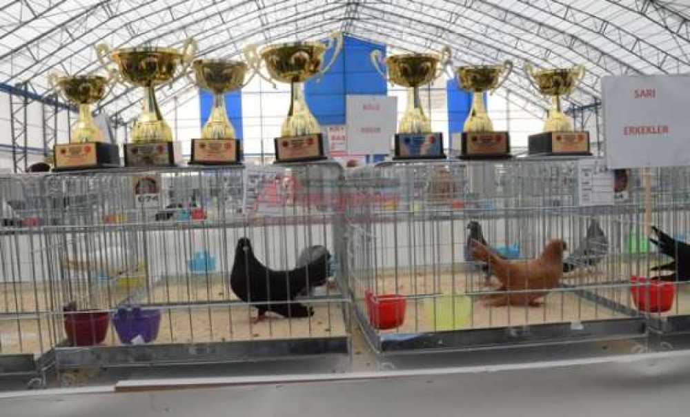 Milyonluk Güvercin Festivali