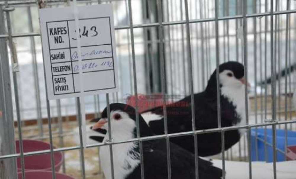 Milyonluk Güvercin Festivali