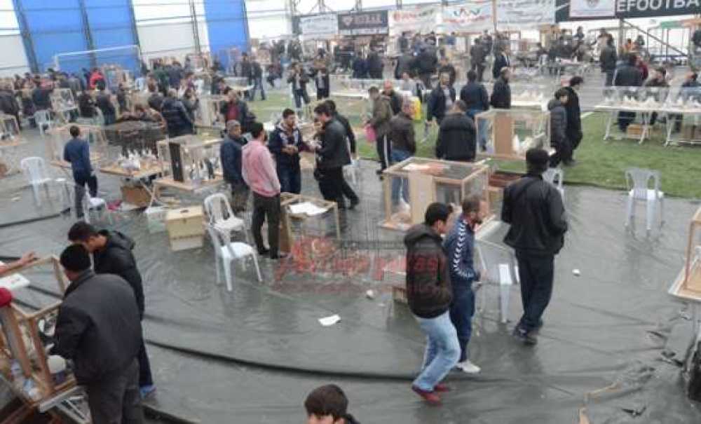 Milyonluk Güvercin Festivali