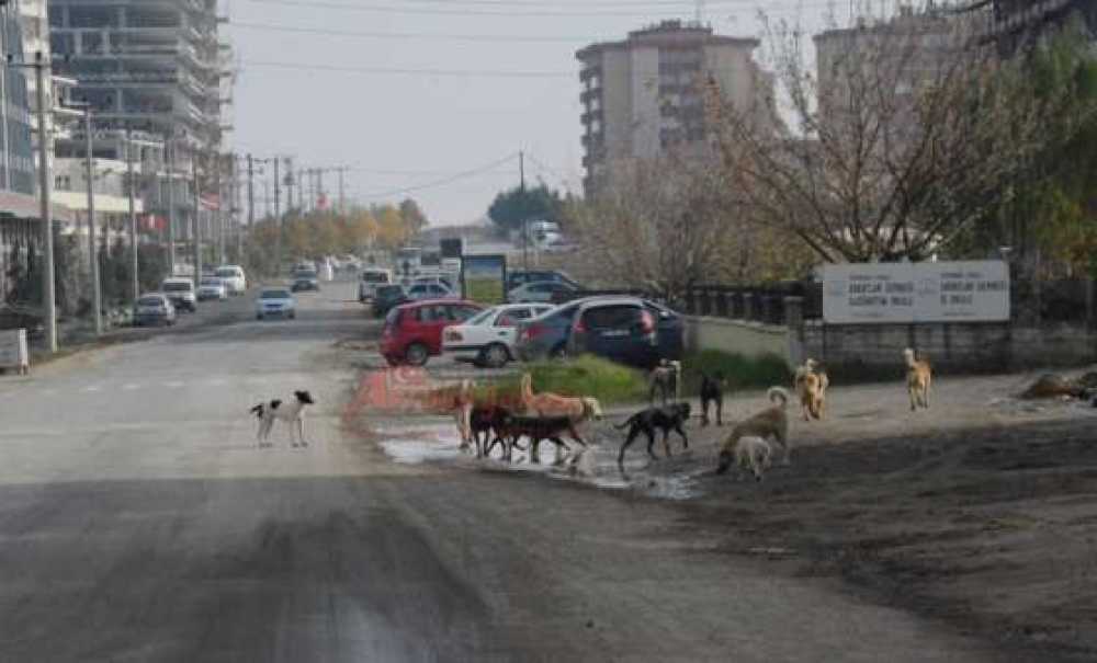 Köpek Sürüsü Korkutuyor