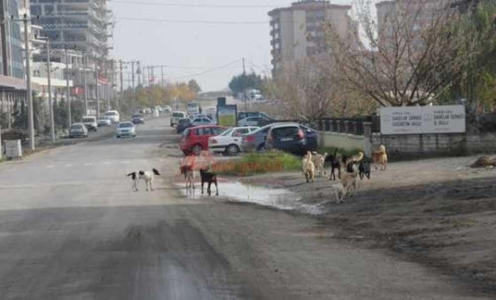 Köpek Sürüsü Korkutuyor