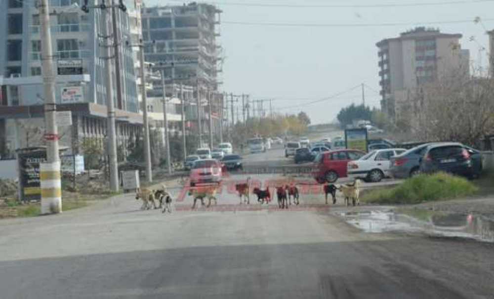 Köpek Sürüsü Korkutuyor