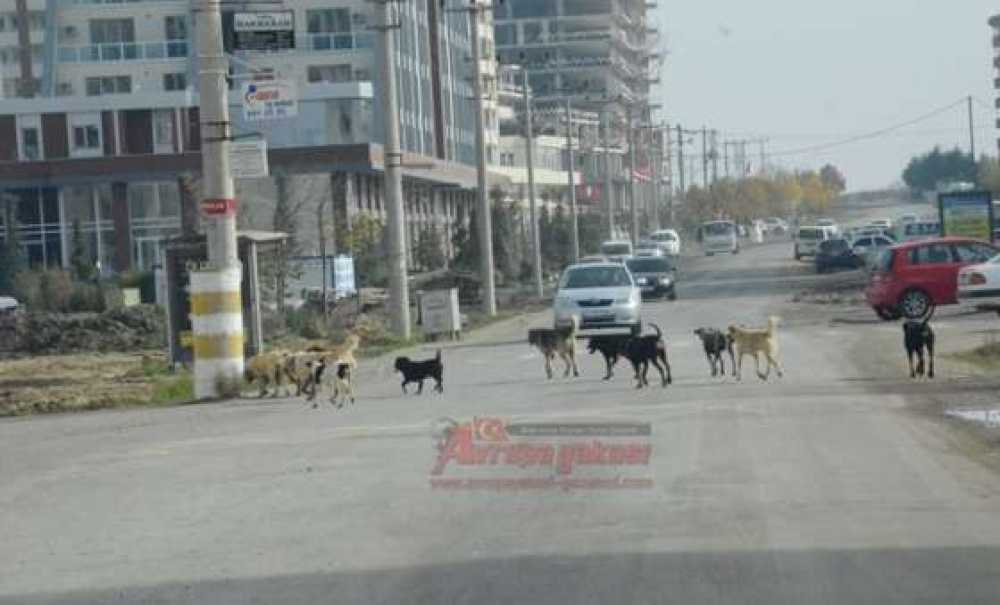 Köpek Sürüsü Korkutuyor
