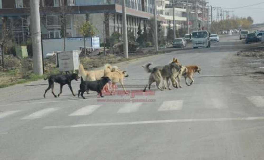 Köpek Sürüsü Korkutuyor