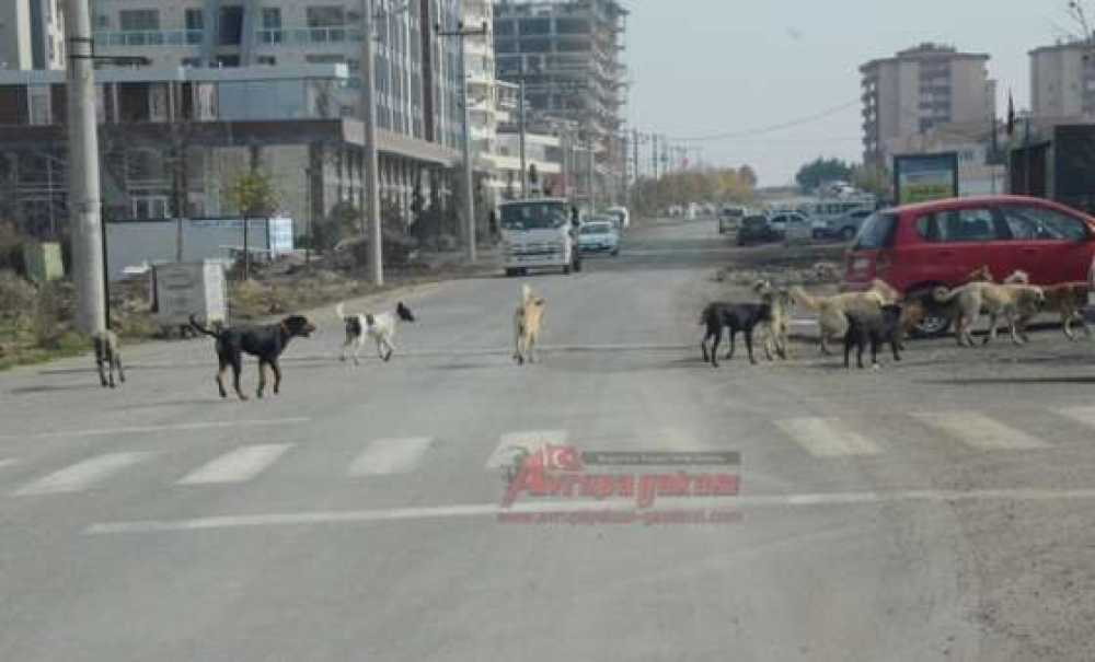 Köpek Sürüsü Korkutuyor
