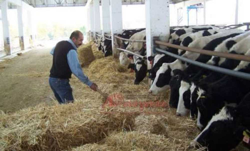 Eski Köylü, Yeni Mahalleli Büyükşehre Alışamadı