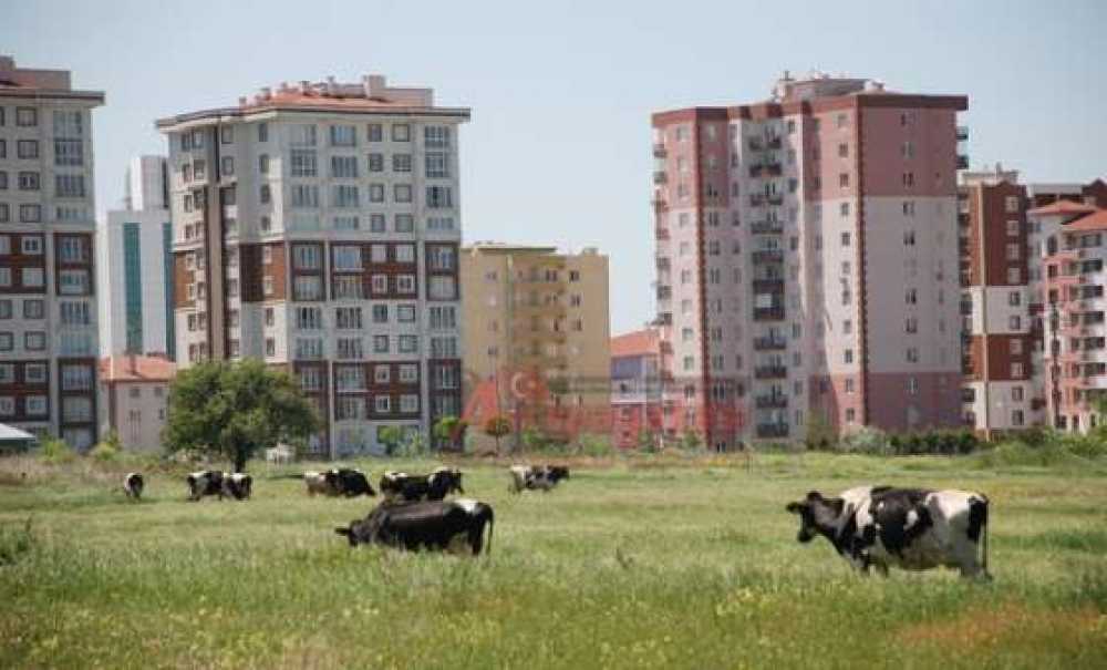 Eski Köylü, Yeni Mahalleli Büyükşehre Alışamadı