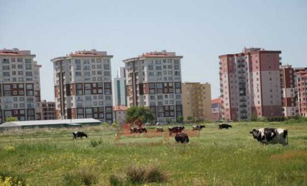 Eski Köylü, Yeni Mahalleli Büyükşehre Alışamadı