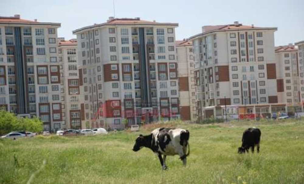 Eski Köylü, Yeni Mahalleli Büyükşehre Alışamadı
