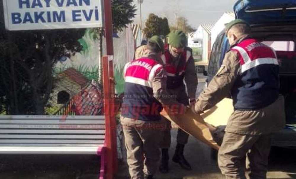 Yaralı Köpeğe Jandarma Şefkati