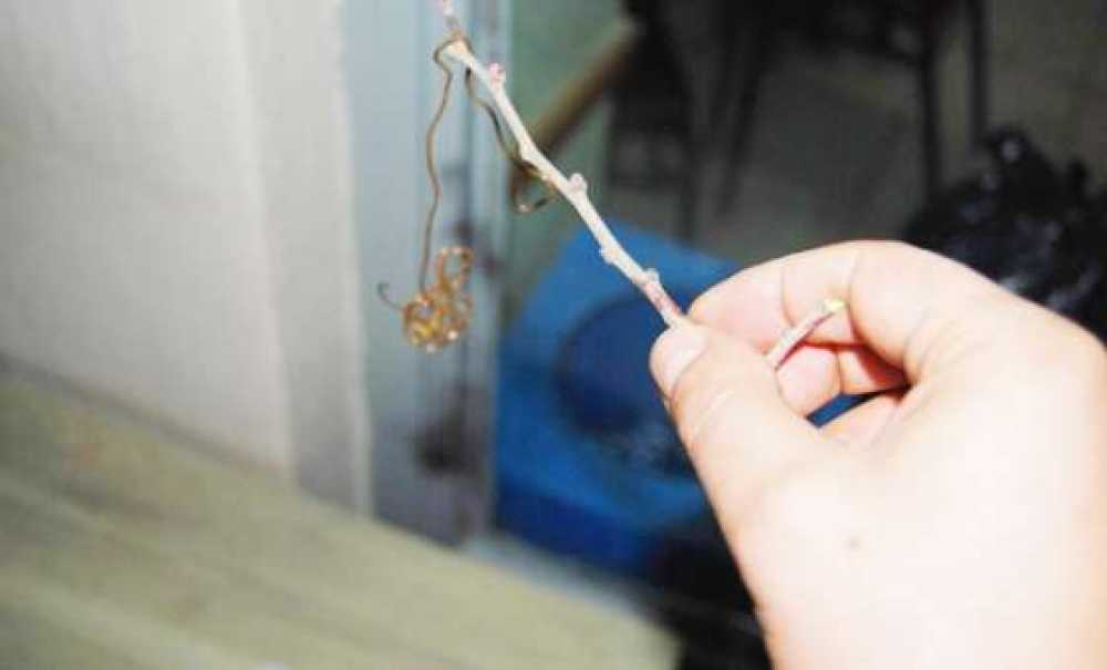 Gizemli Canlıyı Kimse Çözemedi