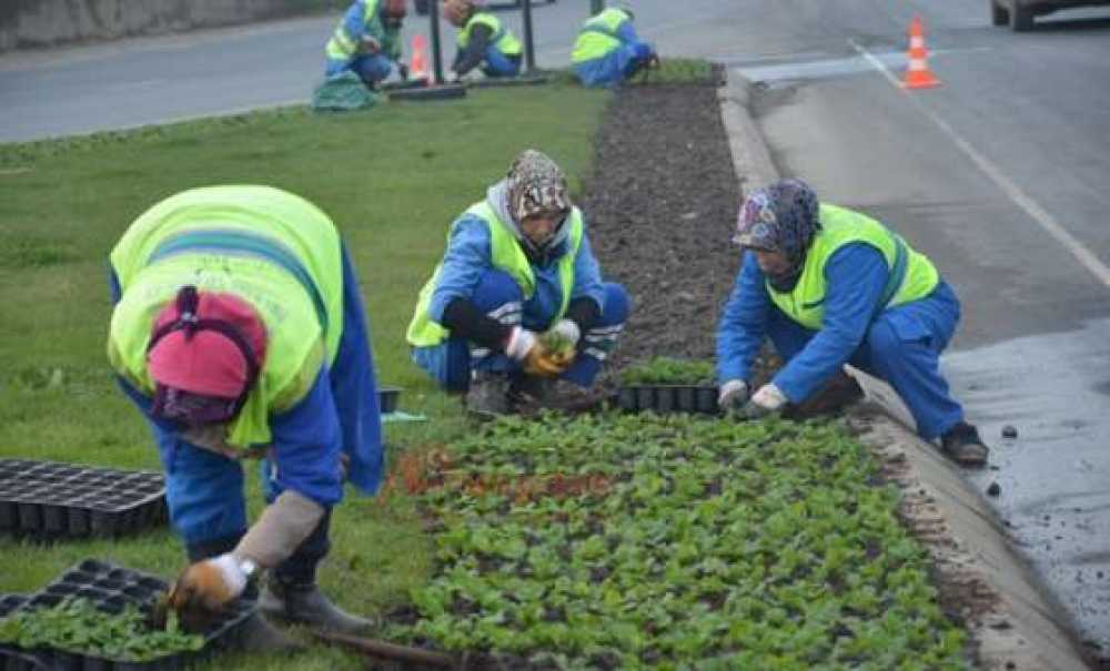 Çırak Bayırı Çiçekleniyor