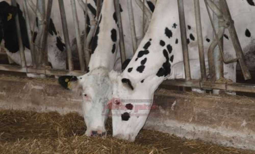 Yonca Hayvancılık Süt Üretiminde Verimi Üçe Katladı