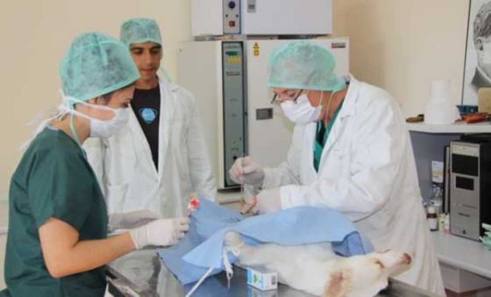 2014 Yılında 818 Sokak Hayvanı Tedavi Edildi